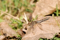 Sympetrum sanguineum (Libellula rossa-femmina)